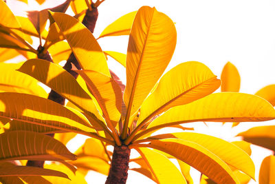 Low angle view of orange leaves against sky