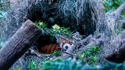 Red panda in nature background