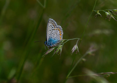 Butterfly pollinating flower