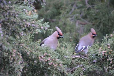 Birds perching on grass