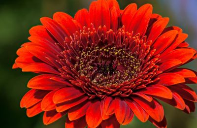 Close-up of red daisy