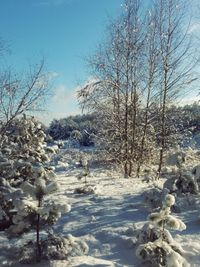 Snow covered trees against clear sky