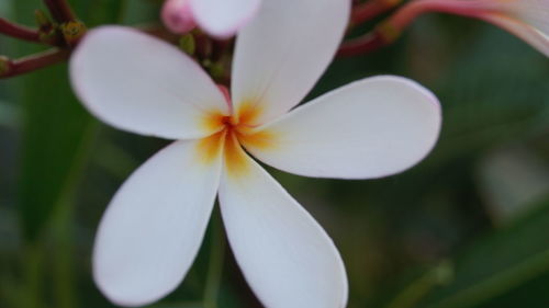 Close-up of flower blooming outdoors
