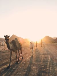 Horses walking in a field