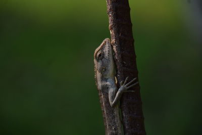 Close-up of lizard on tree