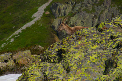 Ibex,cheserys,argentiere,chamonix,haute savoie,france