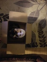 Portrait of cat sitting on floor at home