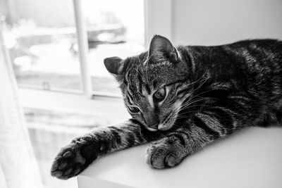 Close-up of cat sitting on floor at home