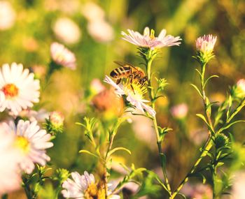 Close-up of bee on flowers