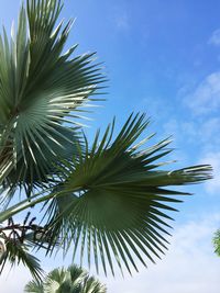 Low angle view of coconut palm tree against sky