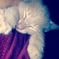 Close-up of cat sleeping