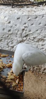 Close-up of white bird perching on wall