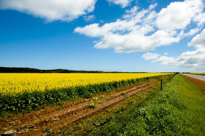 Scenic view of field against sky