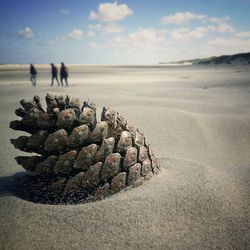 Close-up of pine cone at sandy beach with people in background