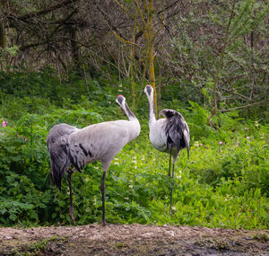 Two cranes standing in a field