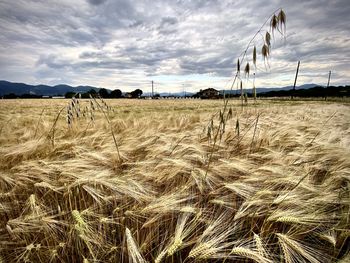 Scenic view of wheat field against sky