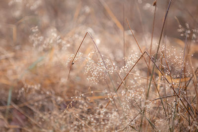 Close-up of dry plants on field during winter