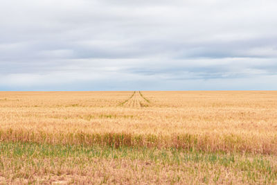 Scenic view of agricultural field against sky