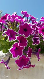 Close-up of pink flowers blooming outdoors