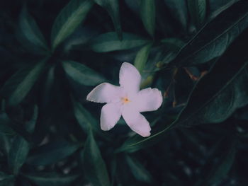 Close-up of white flowers