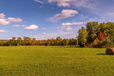 Scenic view of field against sky