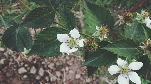 Close-up of white flowers