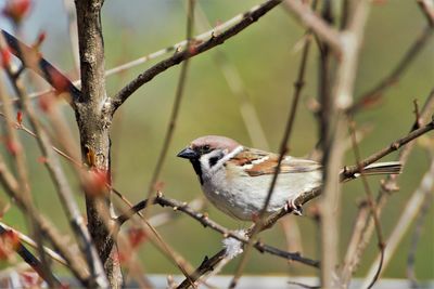 Close-up of bird perching on branch