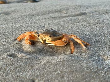 Close-up of crab on sand