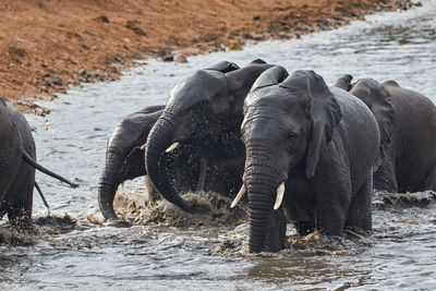 Herd of swimming african elephants