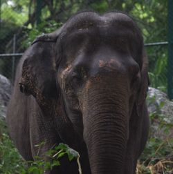 Close-up portrait of elephant