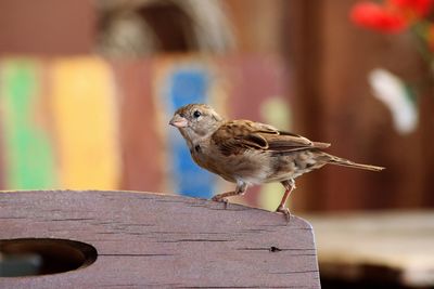 Close-up of sparrow perching on wood