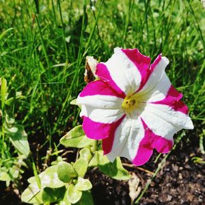 Close-up of pink flower