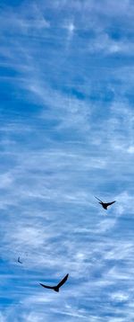 Seagulls flying in sky