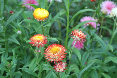 Close-up of pink flowering plants in park