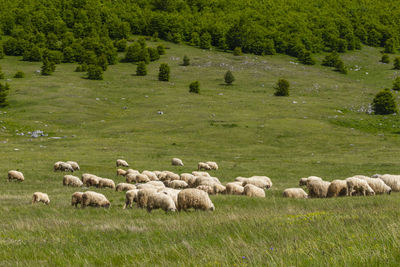 Sheep grazing in a field