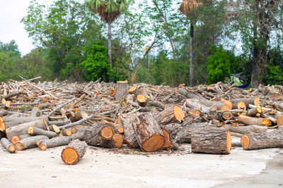 Close-up of logs in forest