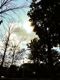 Low angle view of trees against sky