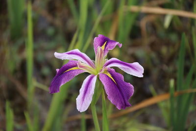 Close-up of purple flowering plant