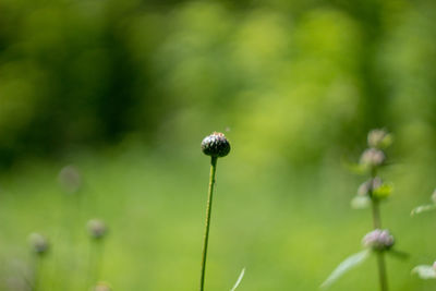 Close-up of flowering plant on field