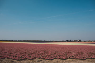 Scenic view of agricultural field against blue sky