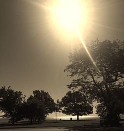 Sun shining through trees