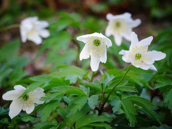 Close-up of white flowers blooming outdoors