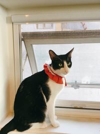 Cat on window