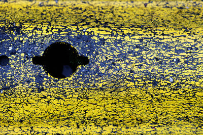 Full frame shot of yellow flower floating on water