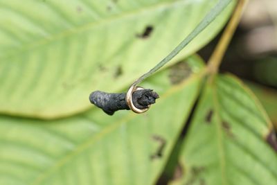 Close-up of lizard on leaves