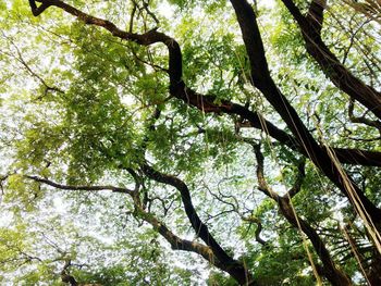 Low angle view of trees in forest