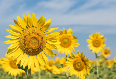 Close-up of sunflower on field against sky