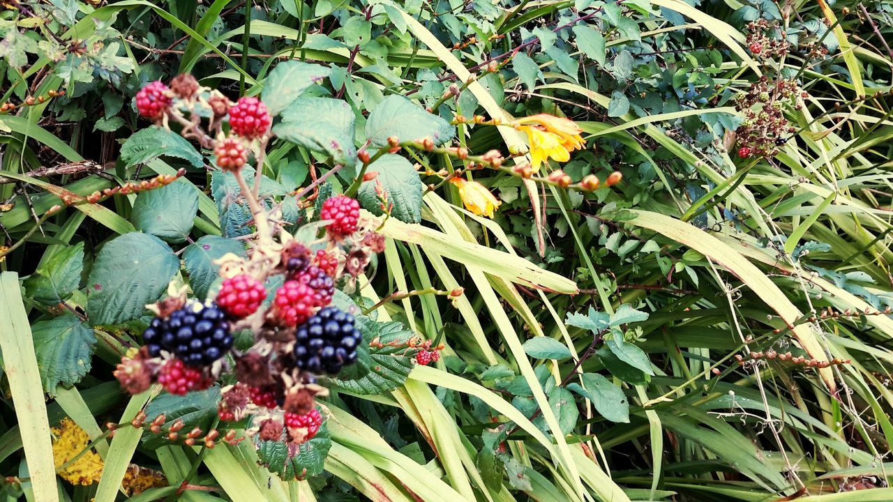 flower, freshness, growth, plant, leaf, fragility, nature, beauty in nature, fruit, red, blooming, green color, in bloom, petal, day, stem, outdoors, close-up, low angle view, no people