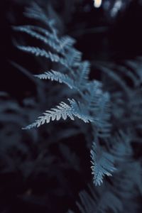 Close-up of frozen plant