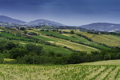 Scenic view of agricultural field against sky